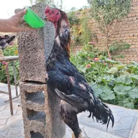 خروس اوشامو مرغ تاجمهرقرتاژ لاری