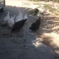 مرغ خروس