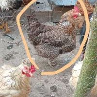 فروش ۳ عدد مرغ سن 2 سال سالم و تخم گذار