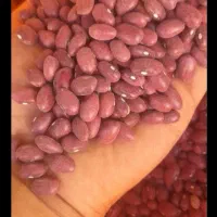 بذر لوبیا مادری درجه یک