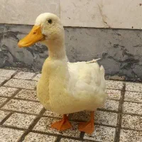 اردک. کفتر