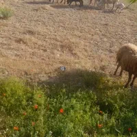 گوسفندفروشی