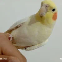 عروس هلندی و کوتوله