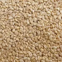 فروش گندم آبی درجه ۱