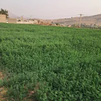 یونجه