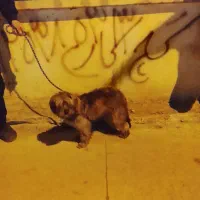 سگ شیتزو کراس