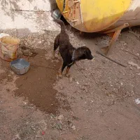 واگذاری سگ