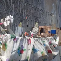 پرنده|پرنده|رشت, یخسازی|دیوار