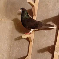 کبوتر|پرنده|شیراز, سجادیه|دیوار