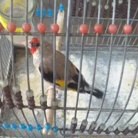 سهره نر
