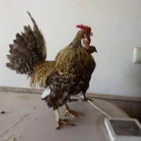 مرغ وخروس