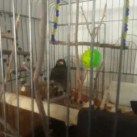 مرغ مینا سخنگو و دستی