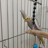 عروس هلندی مانده باقفس و پایه قفس