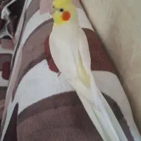 عروس هلندی سخنگو