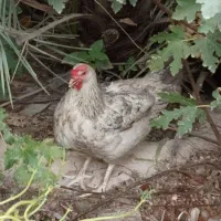 مرغ و خروس