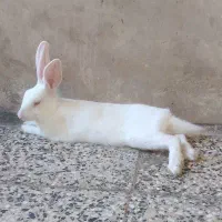 خرگوش