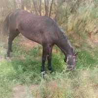 اسب|اسب و تجهیزات اسب‌سواری|فارغان, |دیوار