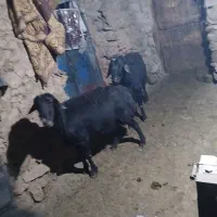 قوچ دشتی