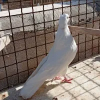 کبوتر فوق پرشی ونقش