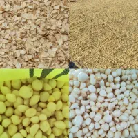 کار درکارگاه سیر پوست کنی
