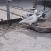 کبوتر