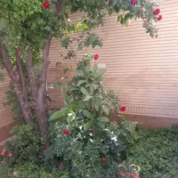 رهن خانه ویلایی ۳ خواب و ۲ خواب // پاسداران فلاحی