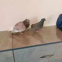 یک جفت هفرنگ دم سفید