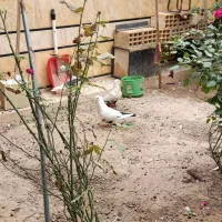 کبوتر|پرنده|شوش, |دیوار