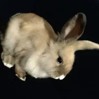 خر گوش  با مزه