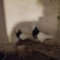 طوقی کلفه