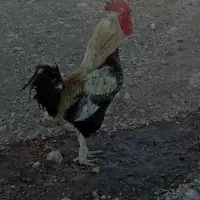 یک عدد خروس بزرگ