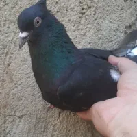 زاغ مایدم