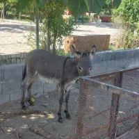 کره الاغ ناقولا