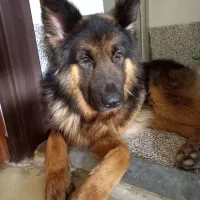 واگذاری رایگان سگ ژرمن شپرد