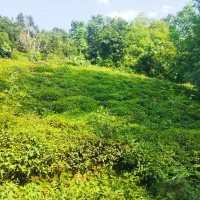 زمین فروشی با کاربری مسکونی و نقشه