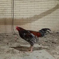 مرغ تخمگذار ۸ ماهه