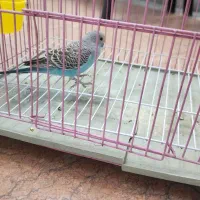مرغ عشق نر جوان