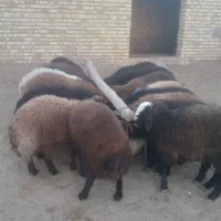 بره نر چاق