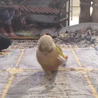 قفس بلبل