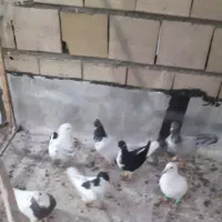 کبوتر|پرنده|تاکستان, |دیوار