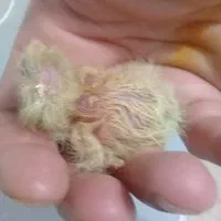جوجه کبوتر طوقی الماسی اسلام اباد غرب