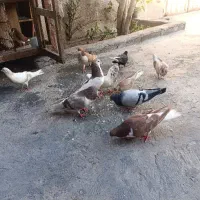 کبوتر رنگی