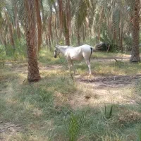 اسب عرب