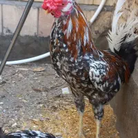 مرغ و خروس گلین وابریشم وکوشین