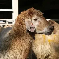 *حراج زیر قیمت*گوسفند پرواری تنظیم بازار قلم آبی