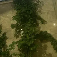 برگ انگور یا مو برای دلمه رایگان