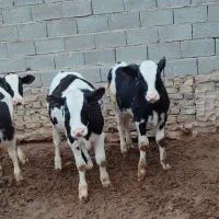 گوساله 150کیلویی|حیوانات مزرعه|قزوین, |دیوار