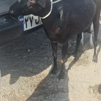 صلاله اصلی مشکی