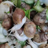 جوجه حلزون آلبینو حراج