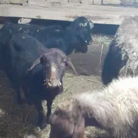 گوسفند وبز برای قربانی صائین قلعه